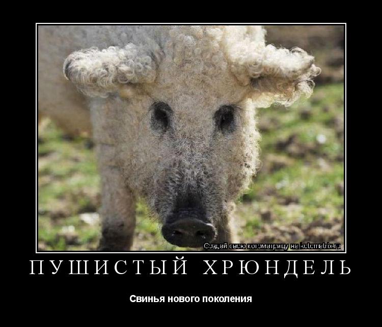 Котоматрица: Пушистый хрюндель Свинья нового поколения