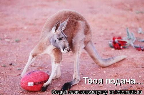 Твоя подача...... Котоматрица: Твоя подача...
