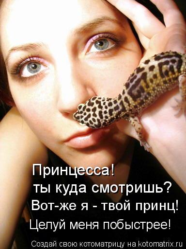 Принцесса! ты куда смотришь? Вот-же я - твой принц! Целуй меня побыстрее!... Котоматрица: Принцесса! ты куда смотришь? Вот-же я - твой принц! Целуй меня побыстрее!