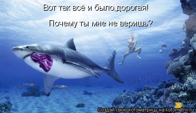 Вот так всё и было,дорогая! Почему ты мне не веришь?... Котоматрица: Вот так всё и было,дорогая! Почему ты мне не веришь?