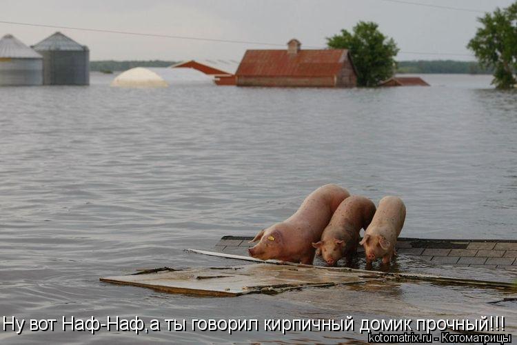 Ну вот Наф-Наф,а ты говорил кирпичный домик прочный!!!... Котоматрица: Ну вот Наф-Наф,а ты говорил кирпичный домик прочный!!!