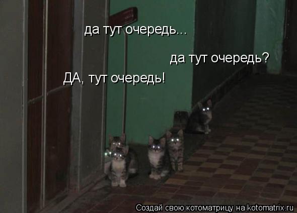да тут очередь... да тут очередь? ДА, тут очередь!... Котоматрица: да тут очередь... да тут очередь? ДА, тут очередь!