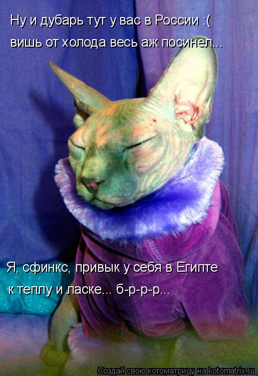 Ну и дубарь тут у вас в России :( Я, сфинкс, привык у себя, вишь от холода весь аж посинел... Я, сфи... Котоматрица: Ну и дубарь тут у вас в России :( Я, сфинкс, привык у себя, вишь от холода весь аж посинел... Я, сфинкс, привык у себя в Египте к теплу и ласке... б-