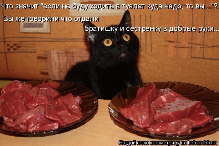 Что значит "если не буду ходить в туалет куда надо, то вы..."? Вы же говорили что отдали братишку и ... Котоматрица: Что значит "если не буду ходить в туалет куда надо, то вы..."? Вы же говорили что отдали братишку и сестренку в добрые руки...