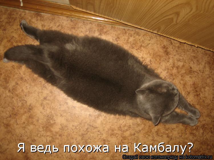 Я ведь похожа на Камбалу?... Котоматрица: Я ведь похожа на Камбалу?