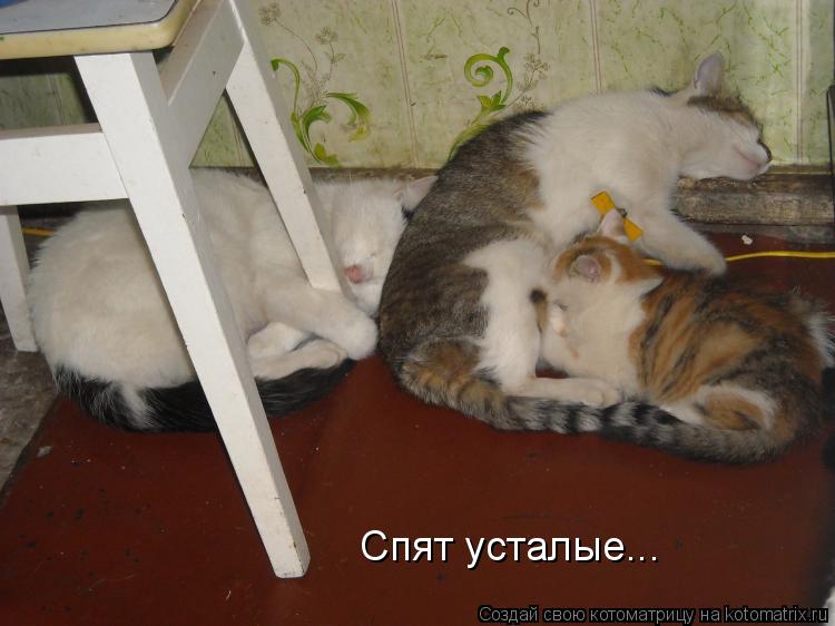 Спят усталые...... Котоматрица: Спят усталые...