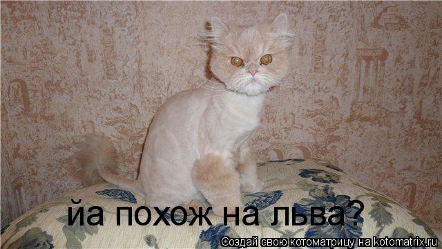 йа похож на льва?... Котоматрица: йа похож на льва?