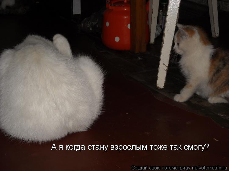 А я когда стану взрослым тоже так смогу?... Котоматрица: А я когда стану взрослым тоже так смогу?