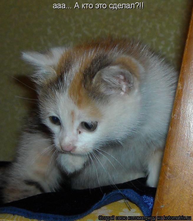 Котоматрица: ааа... А кто это сделал?!!