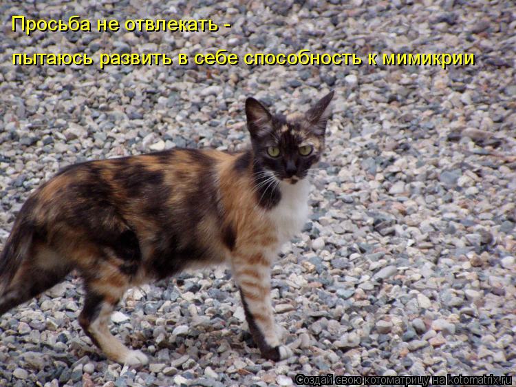 Котоматрица: Просьба не отвлекать - пытаюсь развить в себе способность к мимикрии