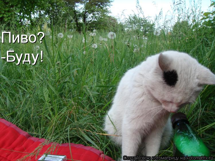 Котоматрица: Пиво? -Буду!