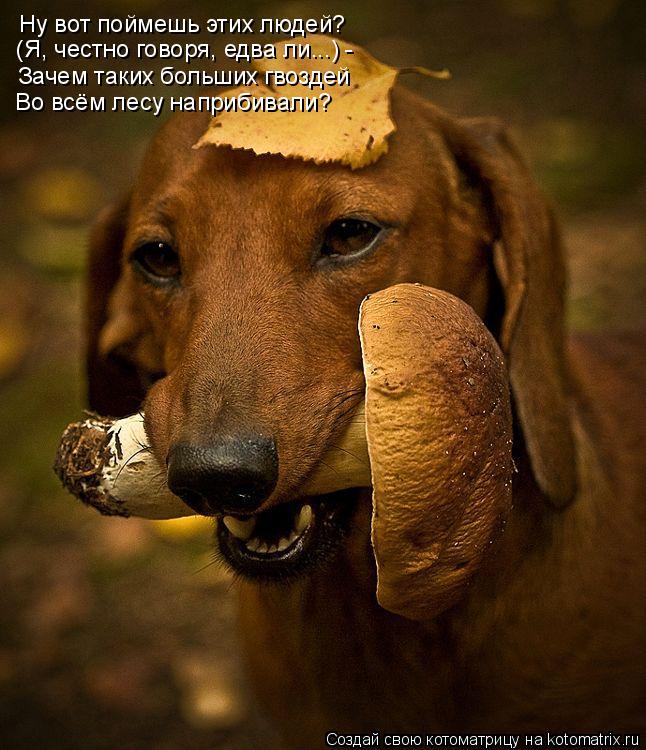 Котоматрица: Ну вот поймешь этих людей? (Я, честно говоря, едва ли...) - Зачем таких больших гвоздей Во всём лесу наприбивали?