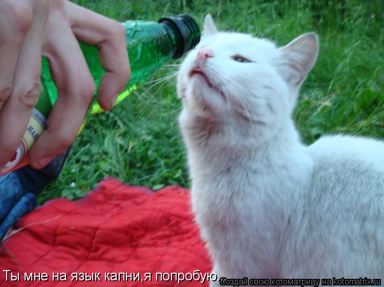 Котоматрица: Ты мне на язык капни,я попробую...