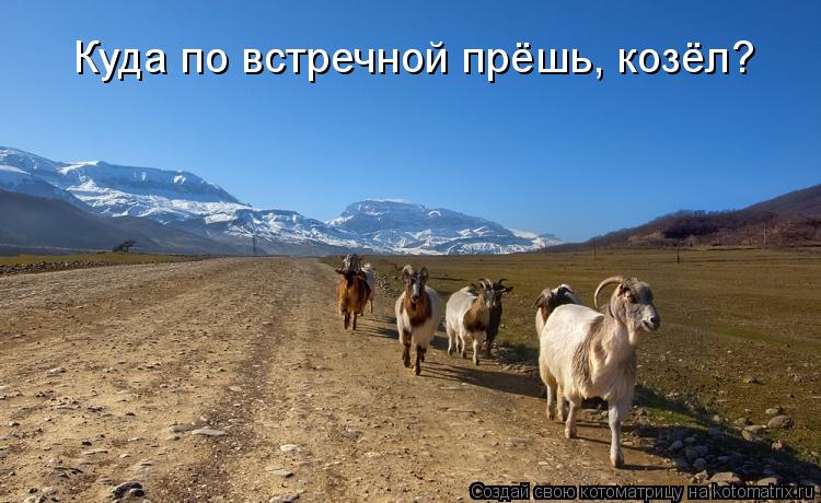 Котоматрица: Куда по встречной прёшь, козёл?