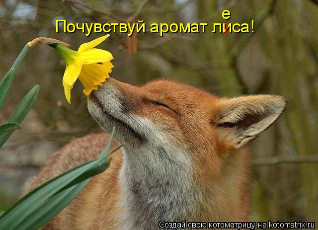 Котоматрица: Почувствуй аромат лиса! / е