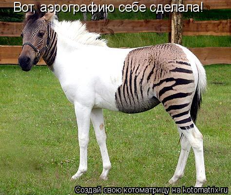Котоматрица: Вот, аэрографию себе сделала!