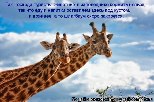 Котоматрица: Так, господа туристы, животных в заповеднике кормить нельзя, так что еду и напитки оставляем здесь под кустом. и поживее, а то шлагбаум скоро