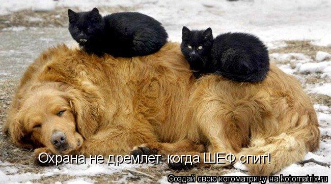 Котоматрица: Охрана не дремлет, когда ШЕФ спит!