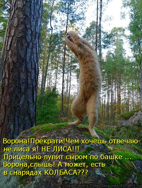 Ворона!Прекрати!Чем хочешь отвечаю- не лиса я! НЕ ЛИСА!!! Прицельно лупит сыром по башке ... Ворона,с... Котоматрица: Ворона!Прекрати!Чем хочешь отвечаю- не лиса я! НЕ ЛИСА!!! Прицельно лупит сыром по башке ... Ворона,слышь! А может, есть в снарядах КОЛБАСА???
