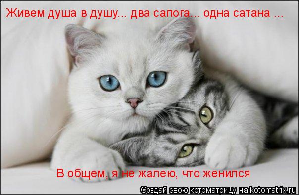 Живем душа в душу... два сапога... одна сатана ... В общем, я не жалею, что женился... Котоматрица: Живем душа в душу... два сапога... одна сатана ... В общем, я не жалею, что женился