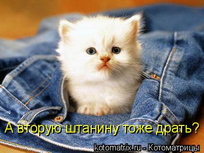 А вторую штанину тоже драть?... Котоматрица: А вторую штанину тоже драть?