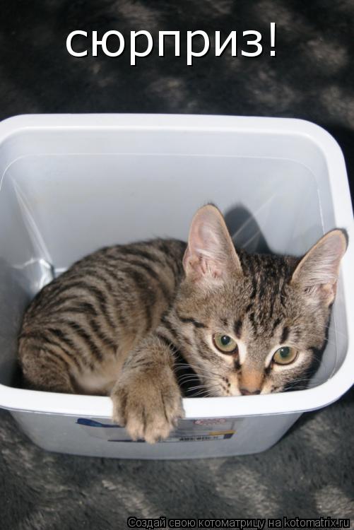 Котоматрица: сюрприз!