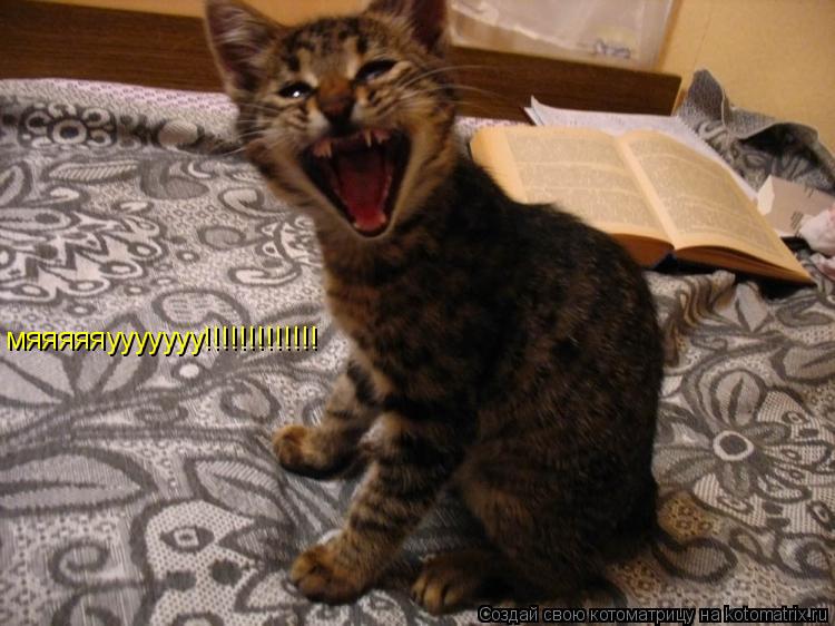 мяяяяяууууууу!!!!!!!!!!!!!... Котоматрица: мяяяяяууууууу!!!!!!!!!!!!!