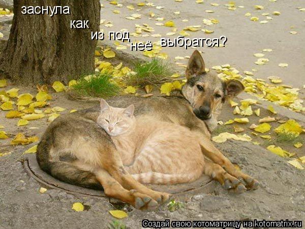 заснула как из под неё выбратся?... Котоматрица: заснула как из под неё выбратся?