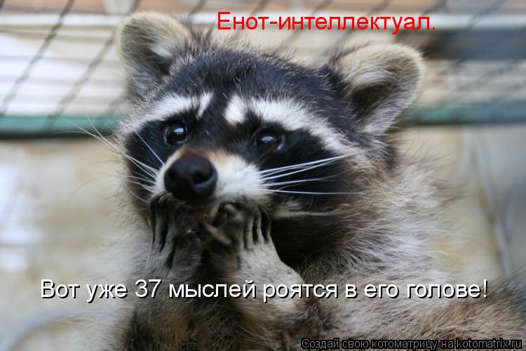 Енот-интеллектуал. Вот уже 37 мыслей роятся в его голове!... Котоматрица: Енот-интеллектуал. Вот уже 37 мыслей роятся в его голове!