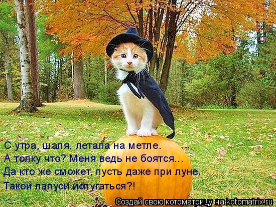 С утра, шаля, летала на метле. А толку что? Меня ведь не боятся... Да кто же сможет, пусть даже при л... Котоматрица: С утра, шаля, летала на метле. А толку что? Меня ведь не боятся... Да кто же сможет, пусть даже при луне, Такой лапуси испугаться?!