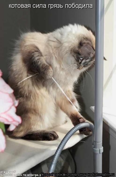 котовая сила грязь пободила... Котоматрица: котовая сила грязь пободила