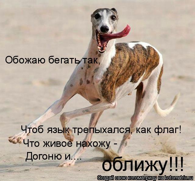 Обожаю бегать так, Чтоб язык трепыхался, как флаг! Что живое нахожу - Догоню и.... оближу!!!... Котоматрица: Обожаю бегать так, Чтоб язык трепыхался, как флаг! Что живое нахожу - Догоню и.... оближу!!!