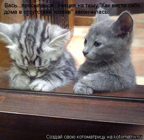 Вась...просыпайся...лекция на тему:"Как вести себя, дома в отсутствии хозяев" закончилась..... Котоматрица: Вась...просыпайся...лекция на тему:"Как вести себя, дома в отсутствии хозяев" закончилась..