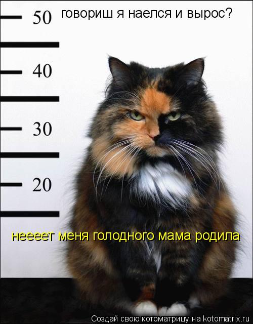 говориш я наелся и вырос? неееет меня голодного мама родила... Котоматрица: говориш я наелся и вырос? неееет меня голодного мама родила