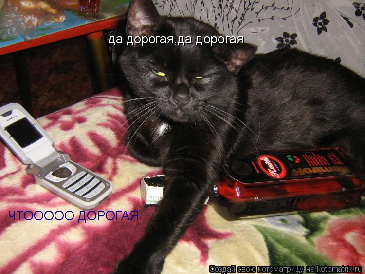 да дорогая,да дорогая ЧТООООО ДОРОГАЯ... Котоматрица: да дорогая,да дорогая ЧТООООО ДОРОГАЯ