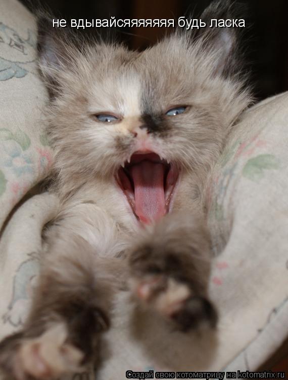 не вдывайсяяяяяяя будь ласка... Котоматрица: не вдывайсяяяяяяя будь ласка