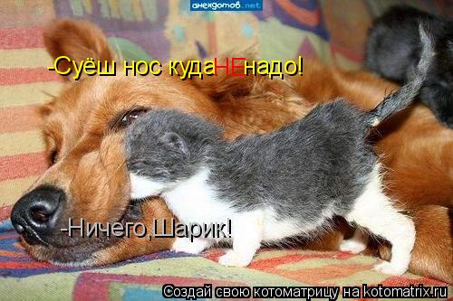 -Суёш нос куда надо! НЕ -Ничего,Шарик!... Котоматрица: -Суёш нос куда надо! НЕ -Ничего,Шарик!