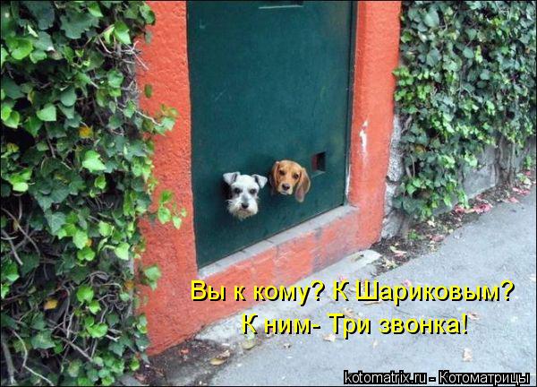 Вы к кому? К Шариковым? К ним- Три звонка!... Котоматрица: Вы к кому? К Шариковым? К ним- Три звонка!
