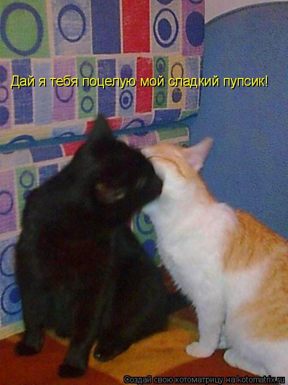 Дай я тебя поцелую мой сладкий пупсик!... Котоматрица: Дай я тебя поцелую мой сладкий пупсик!