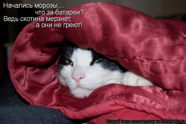 Котоматрица: Начались морозы,... что за батареи? Ведь скотина мерзнет, а они не греют!