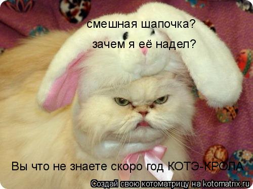 Котоматрица: смешная шапочка? зачем я её надел? Вы что не знаете скоро год КОТЭ-КРОЛА