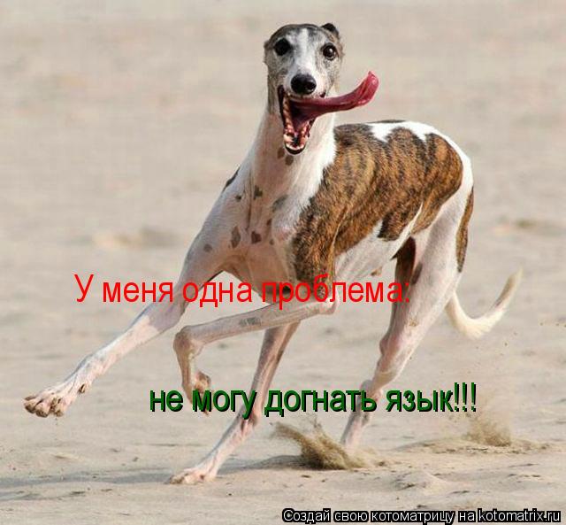Котоматрица: У меня одна проблема: не могу догнать язык!!!