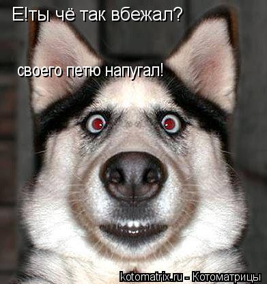 Котоматрица: Е!ты чё так вбежал? своего петю напугал!