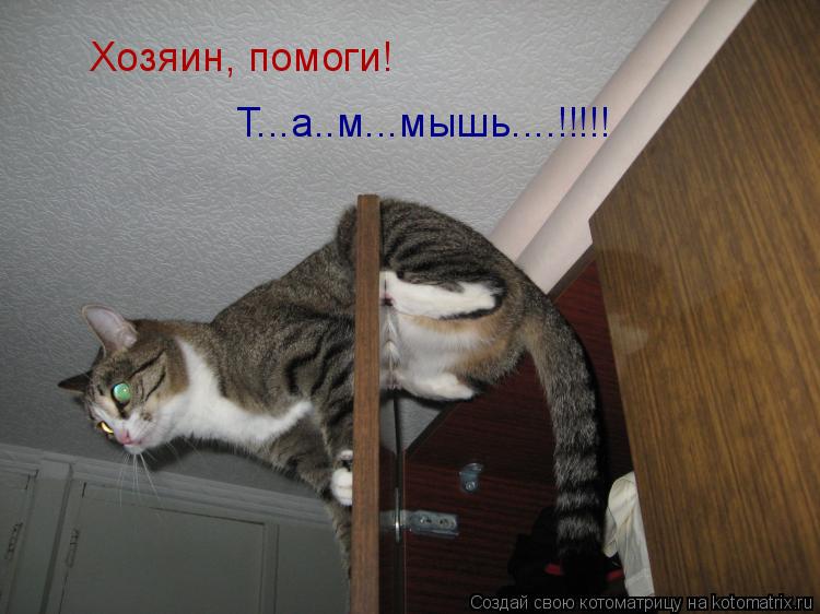 Котоматрица: Хозяин, помоги! Т...а..м...мышь....!!!!!