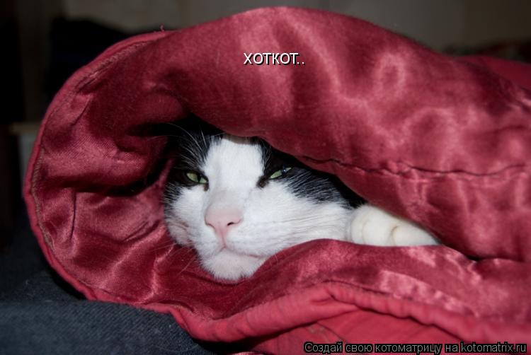 Котоматрица: хоткот..