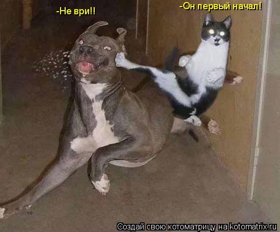Котоматрица: -Он первый начал! -Не ври!!