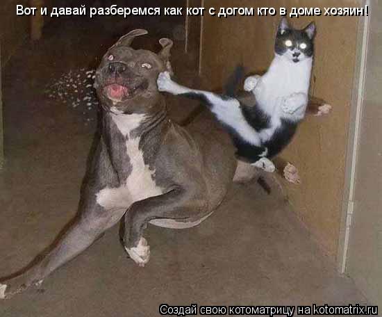 Котоматрица: Вот и давай разберемся как кот с догом кто в доме хозяин!