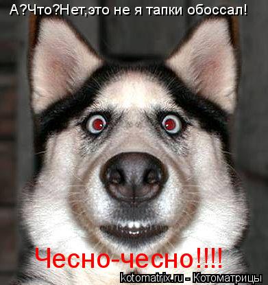 Котоматрица: А?Что?Нет,это не я тапки обоссал! Чесно-чесно!!!!