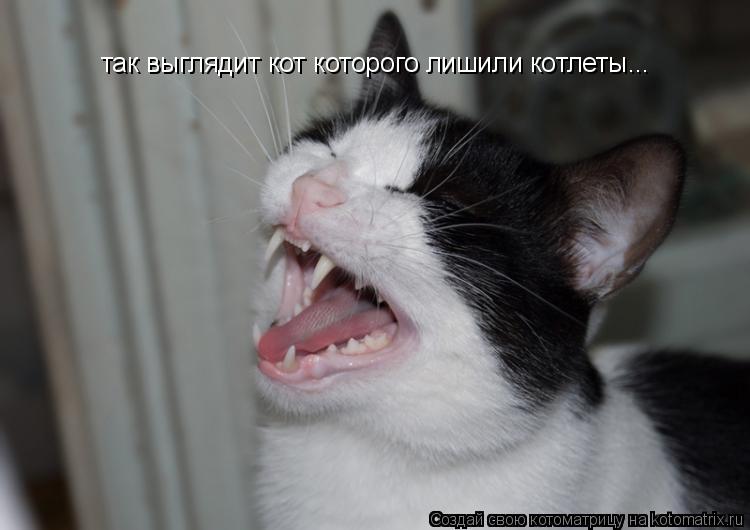 Котоматрица: так выглядит кот которого лишили котлеты...