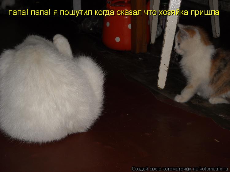 Котоматрица: папа! папа! я пошутил когда сказал что хозяйка пришла